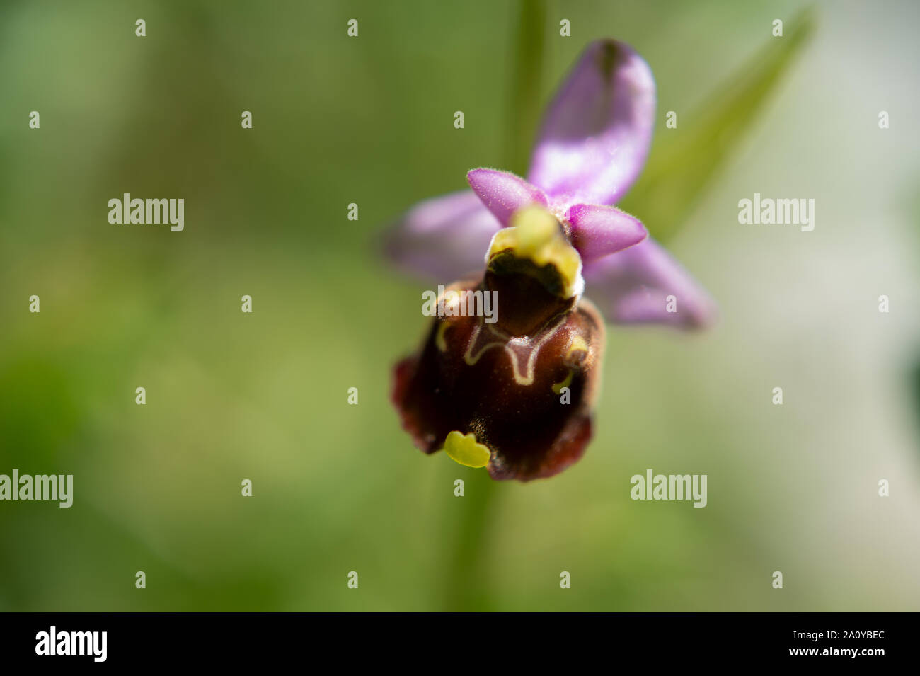 Wild orchis, Ophrys holosericea subsp. pinguis, Orchidacee, Rascino Plateau, Rieti, Lazio, Italy Stock Photo