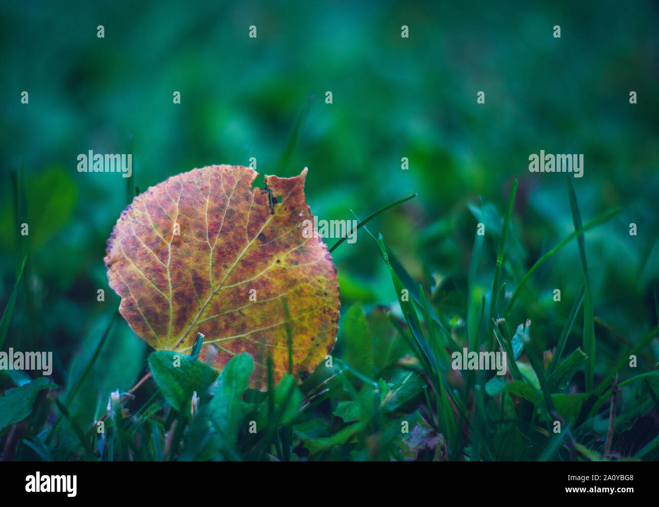Fall Aspen Leaf in Grass Stock Photo Alamy
