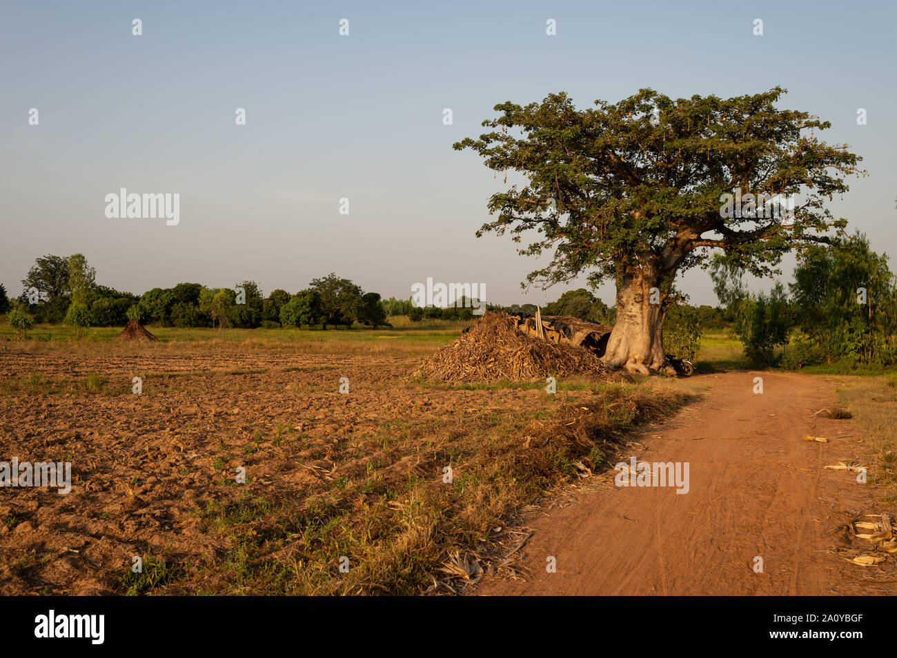 African baobab, dead-rat-tree, Adansonia digitata, Malvaceae, Burkina Faso, Africa Stock Photo