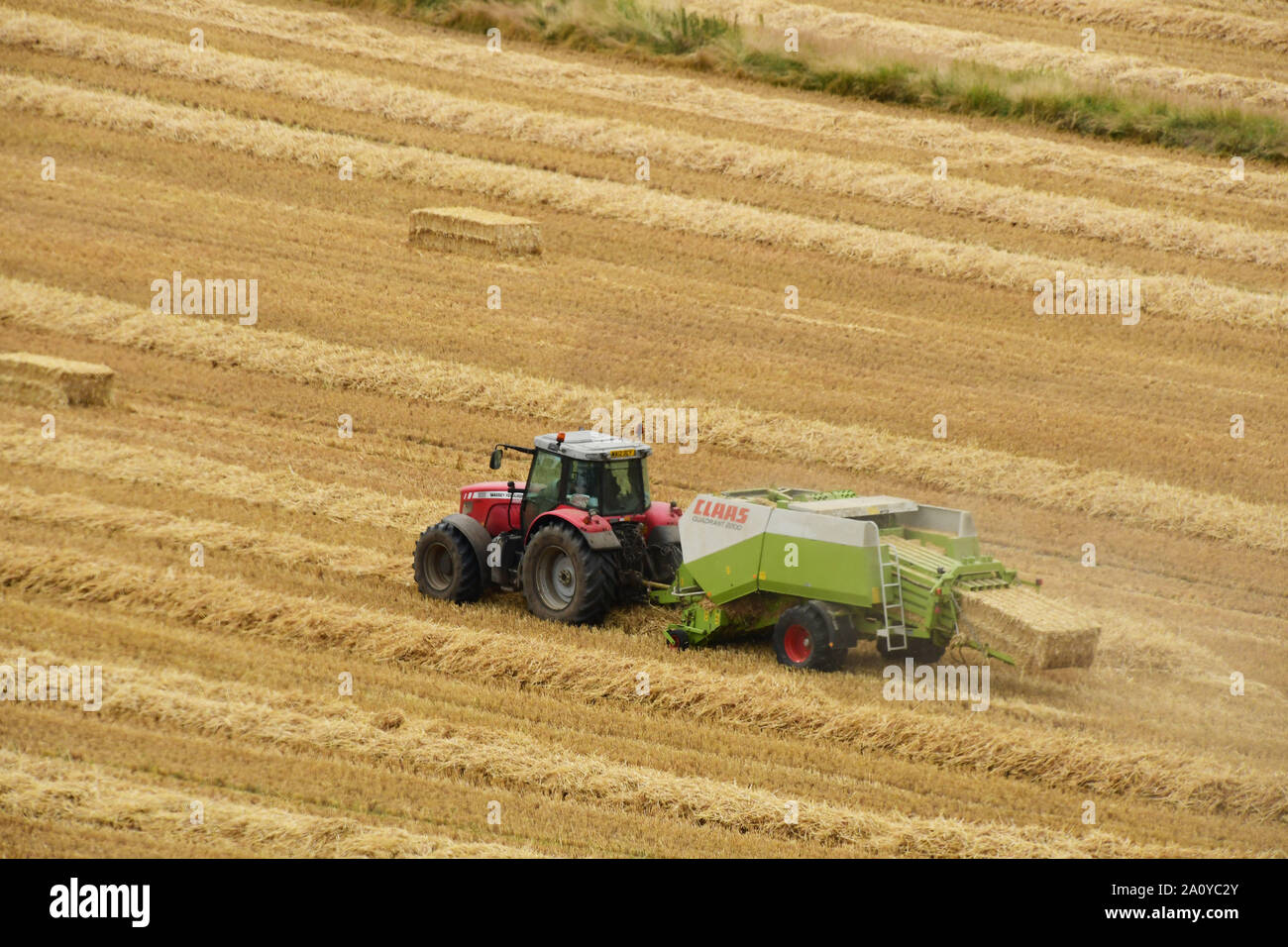 Corn straw being baled shortty after being combined for use as animal feed or bedding over winter.Wiltshire,UK. Stock Photo