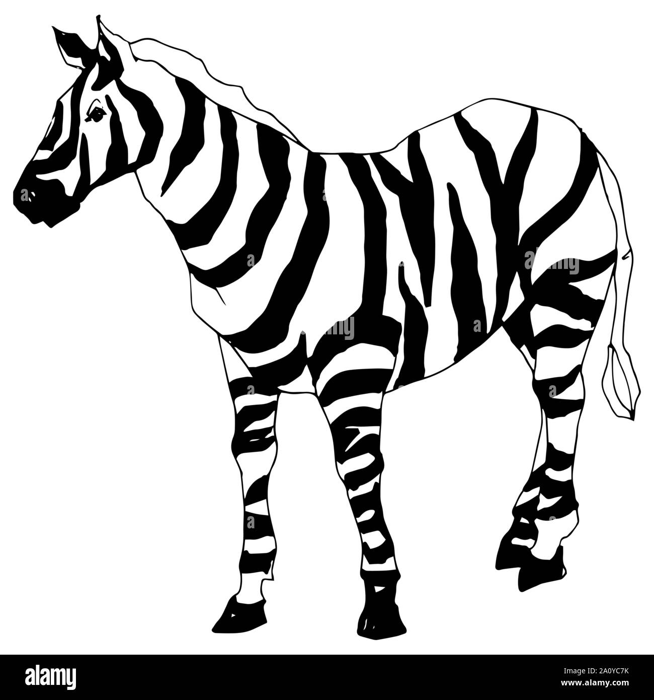 Vector Exotic zebra wild animal isolated. Black and white engraved ink