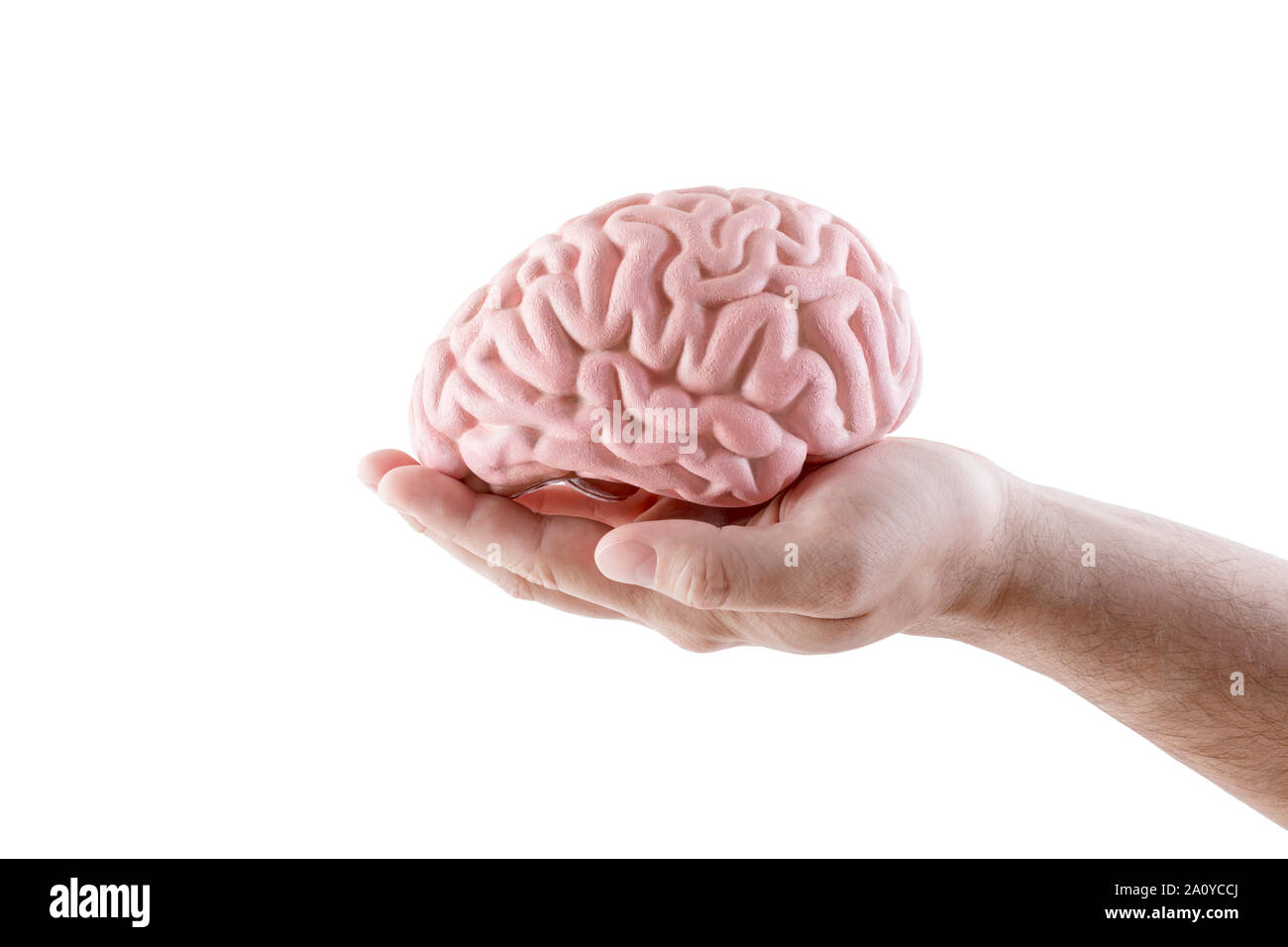 Human brain on hand isolated on white background Stock Photo