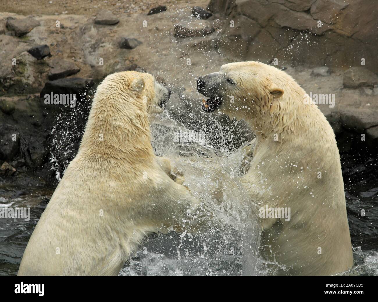 Polar Bears, Animals, Water, Friends Stock Photo