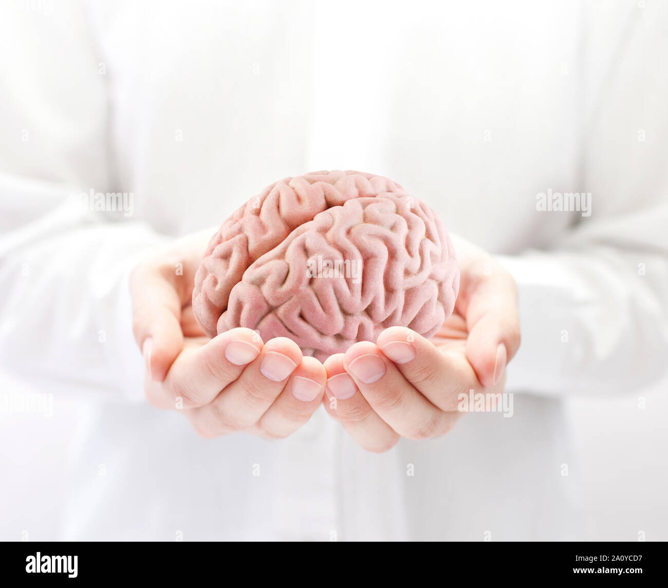 Human brain in hands Stock Photo