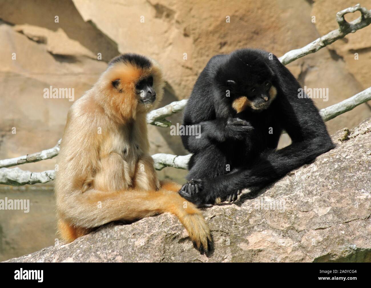 Primates, Animals, Pair Stock Photo