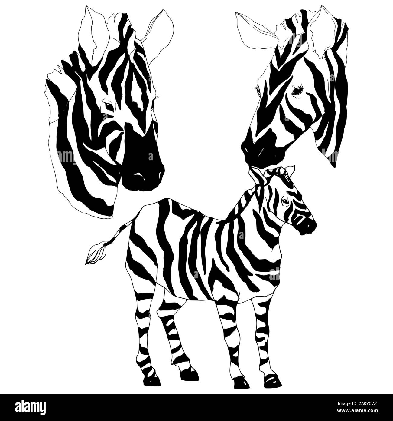 Vector Exotic zebra wild animal isolated. Black and white engraved ink