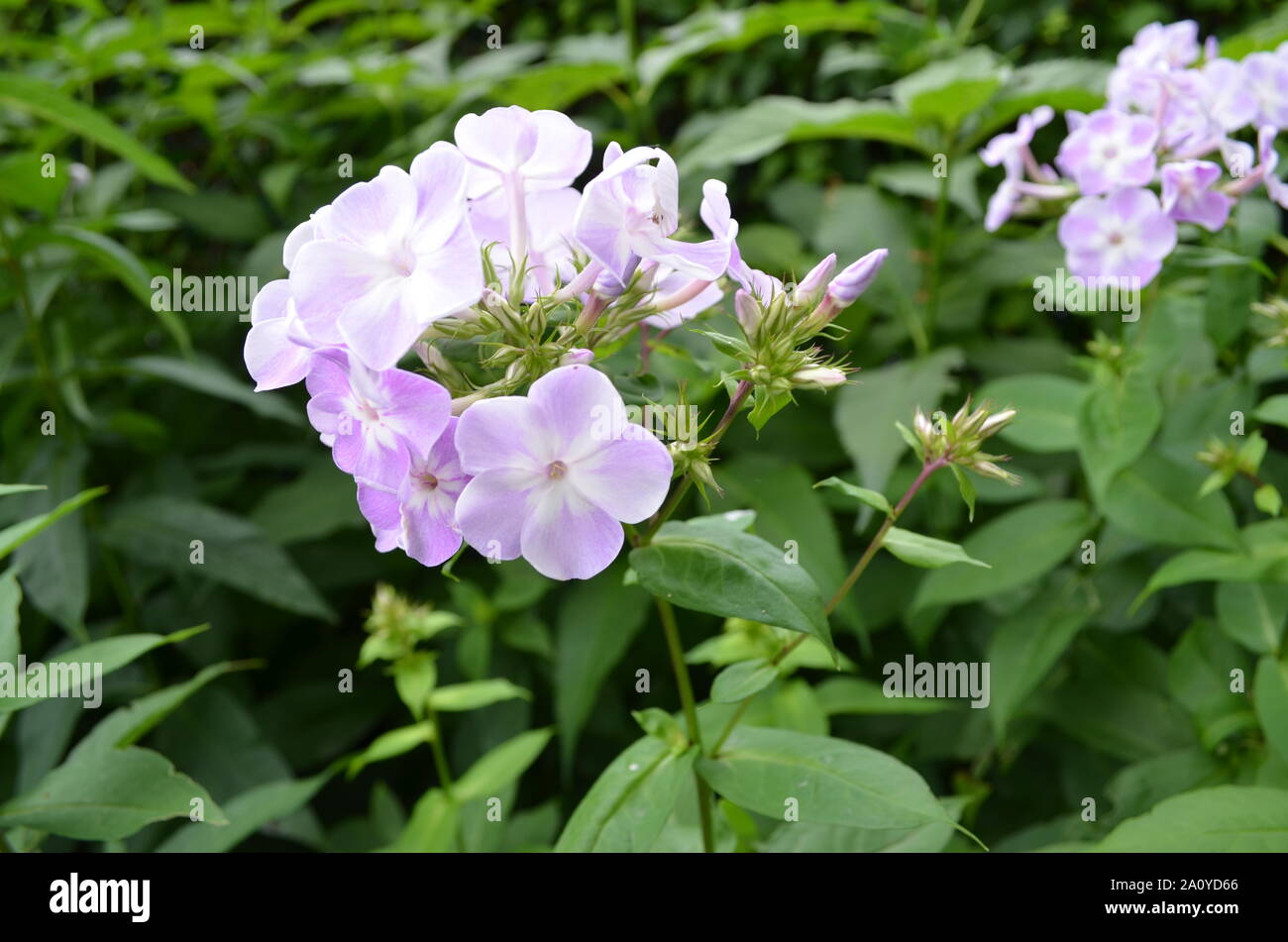 Summertime in Massachusetts: Close-up of Purple Phlox Flowers in Bloom Stock Photo