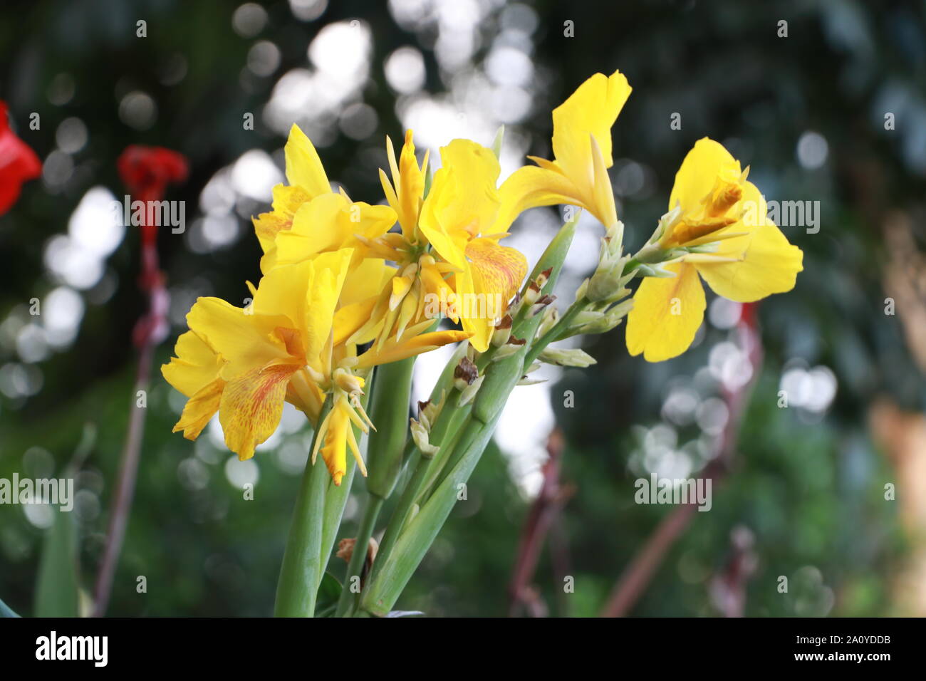 Beautiful Flower in Bangladesh Stock Photo