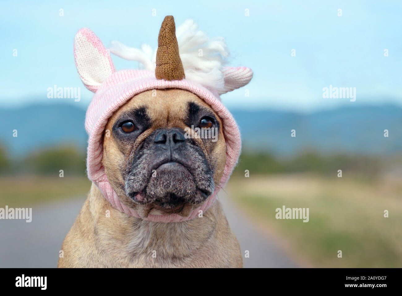 Cute French Bulldog dog dressed up with Halloween costume in shape of pink knitted unicorn hat Stock Photo Alamy