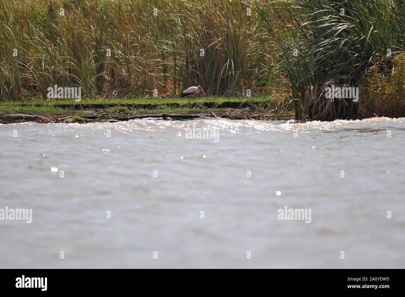 Chamo lake (Ethiopia Stock Photo - Alamy