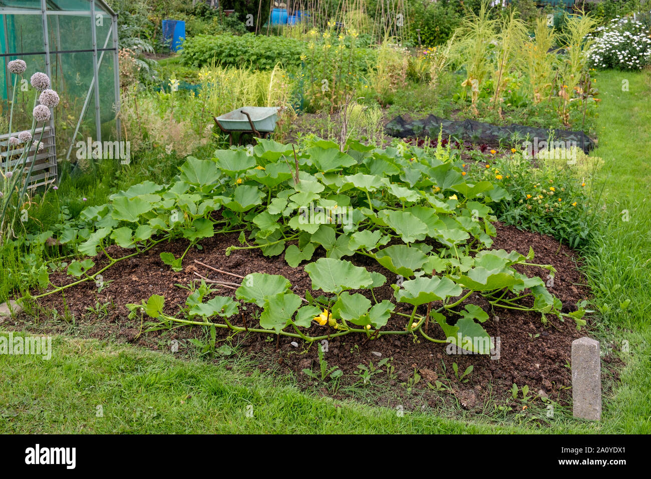 Pumpkins on pile of manure growing in English allotment Stock Photo Alamy