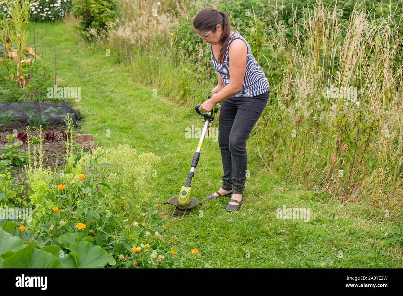 Woman using cordless (lithium-ion battery) strimmer to cut grass on path in allotment Stock Photo