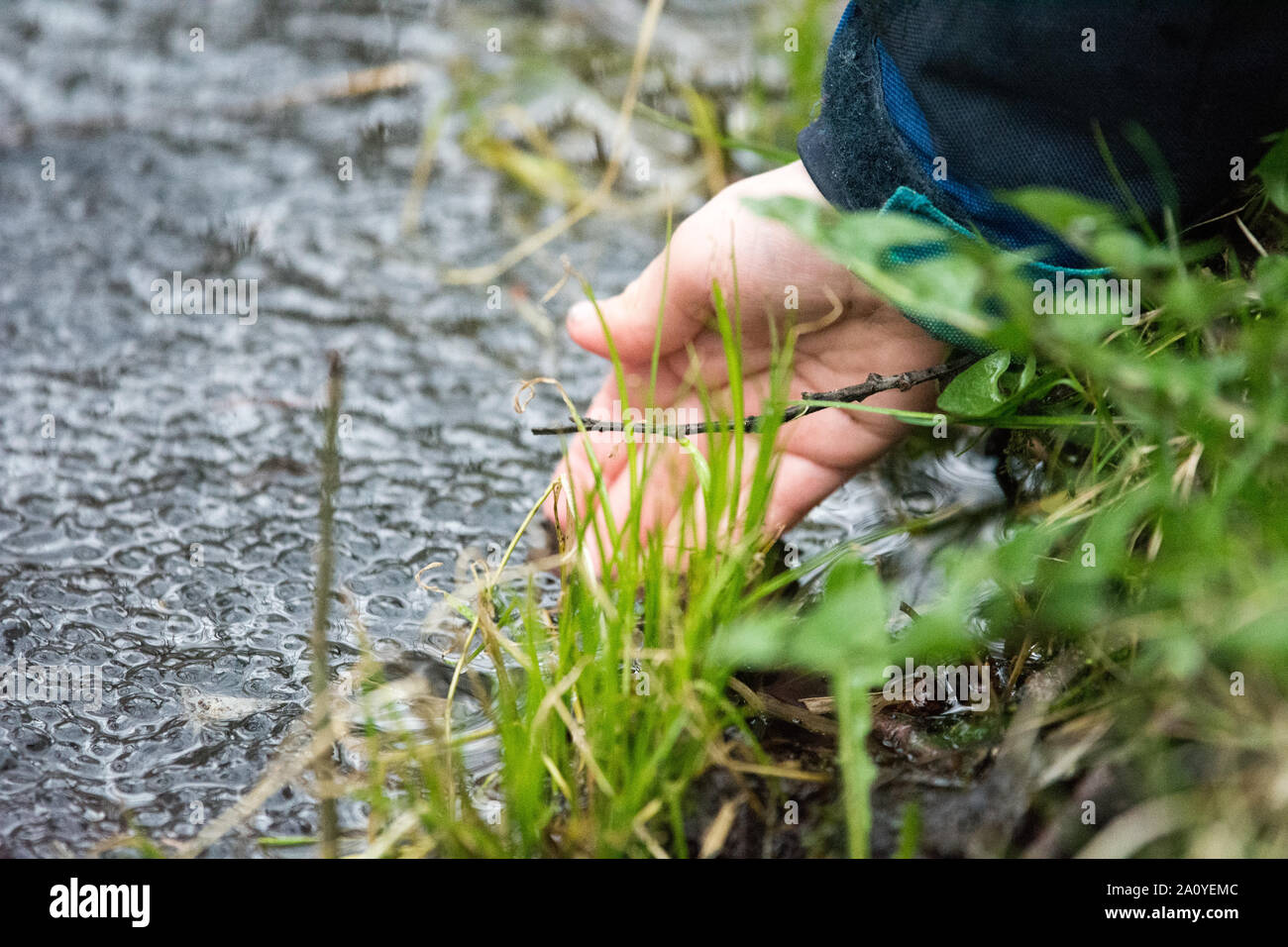 Child hand touching frog spawn in a lake in spring Stock Photo