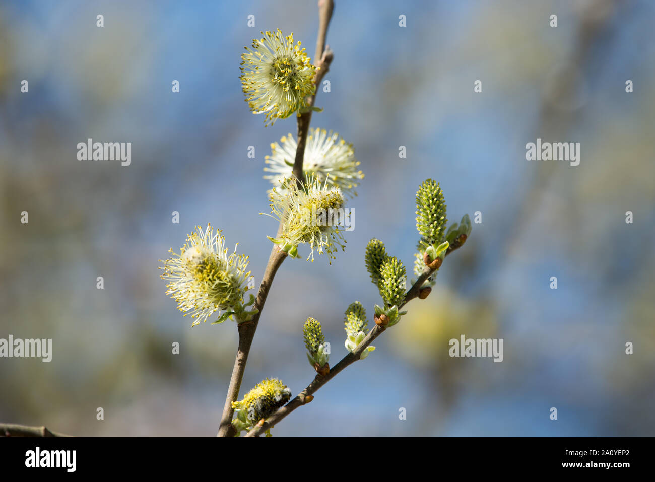 Catkin or ament is a slim, cylindrical flower cluster from a salix tree Stock Photo