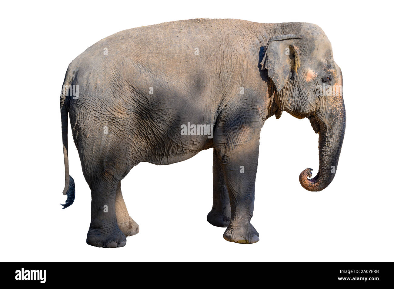 Large brown elephant White background Isolate Stock Photo