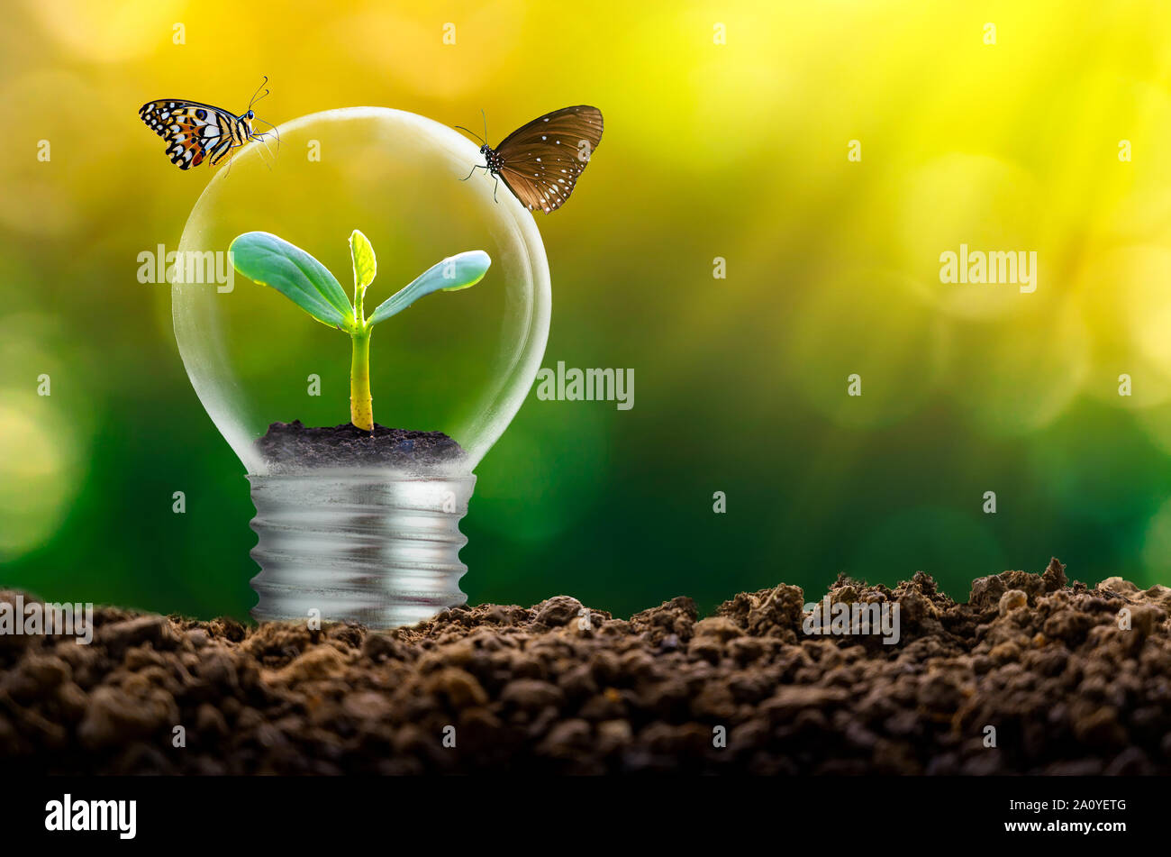 The bulb is located on the inside with leaves forest and the trees are in the light. Concepts of environmental conservation and global warming plant g Stock Photo