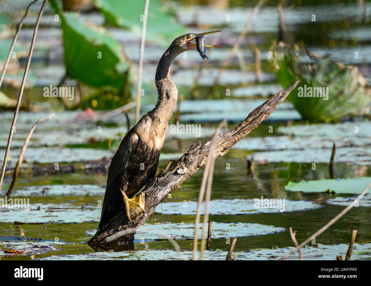 An Anhinga (Anhinga anhinga) caught a fish in a pond. Sheldon Lake State Park. Houston, Texas, USA. Stock Photo