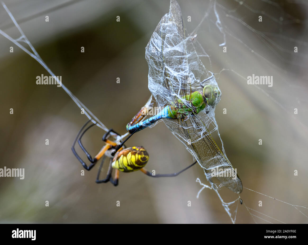 A dragonfly trapped in web of a Golden Orbweaver spider (Nephila sp