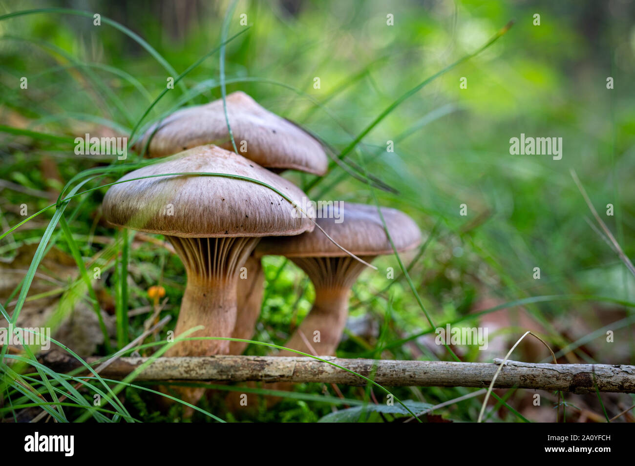 Poisonous mushroom growing in the forest. Inedible mushrooms growing in Central Europe. Autumn season. Stock Photo