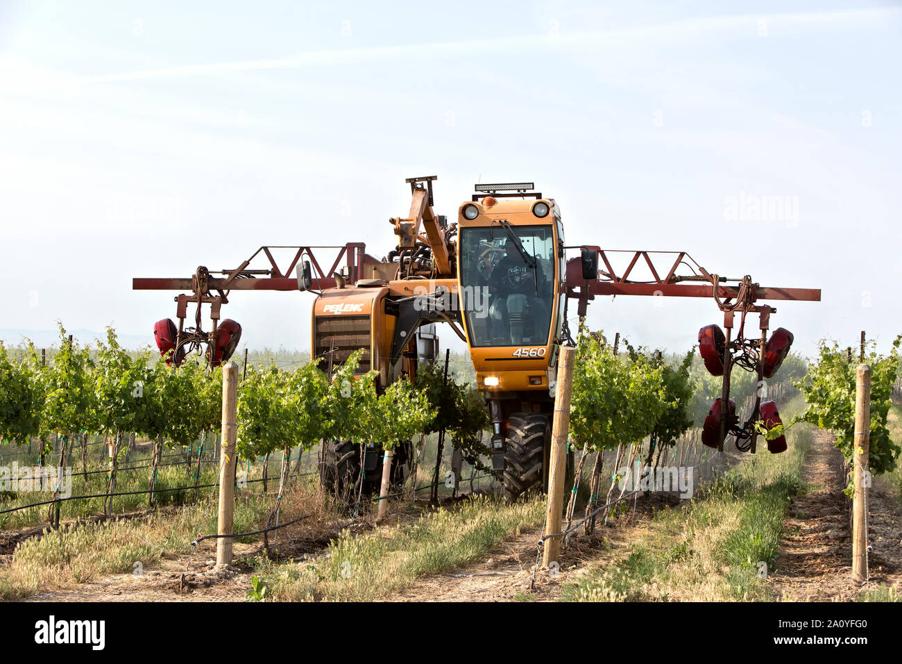 Pellenc 4560  multi-function over the row tractor with 3 Row Sprayer attachment spraying the vineyard for mildew protection. Stock Photo