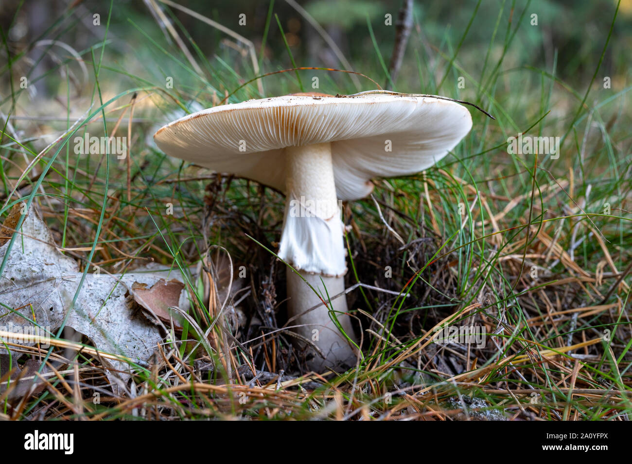 Poisonous mushroom growing in the forest. Inedible mushrooms growing in Central Europe. Autumn season. Stock Photo