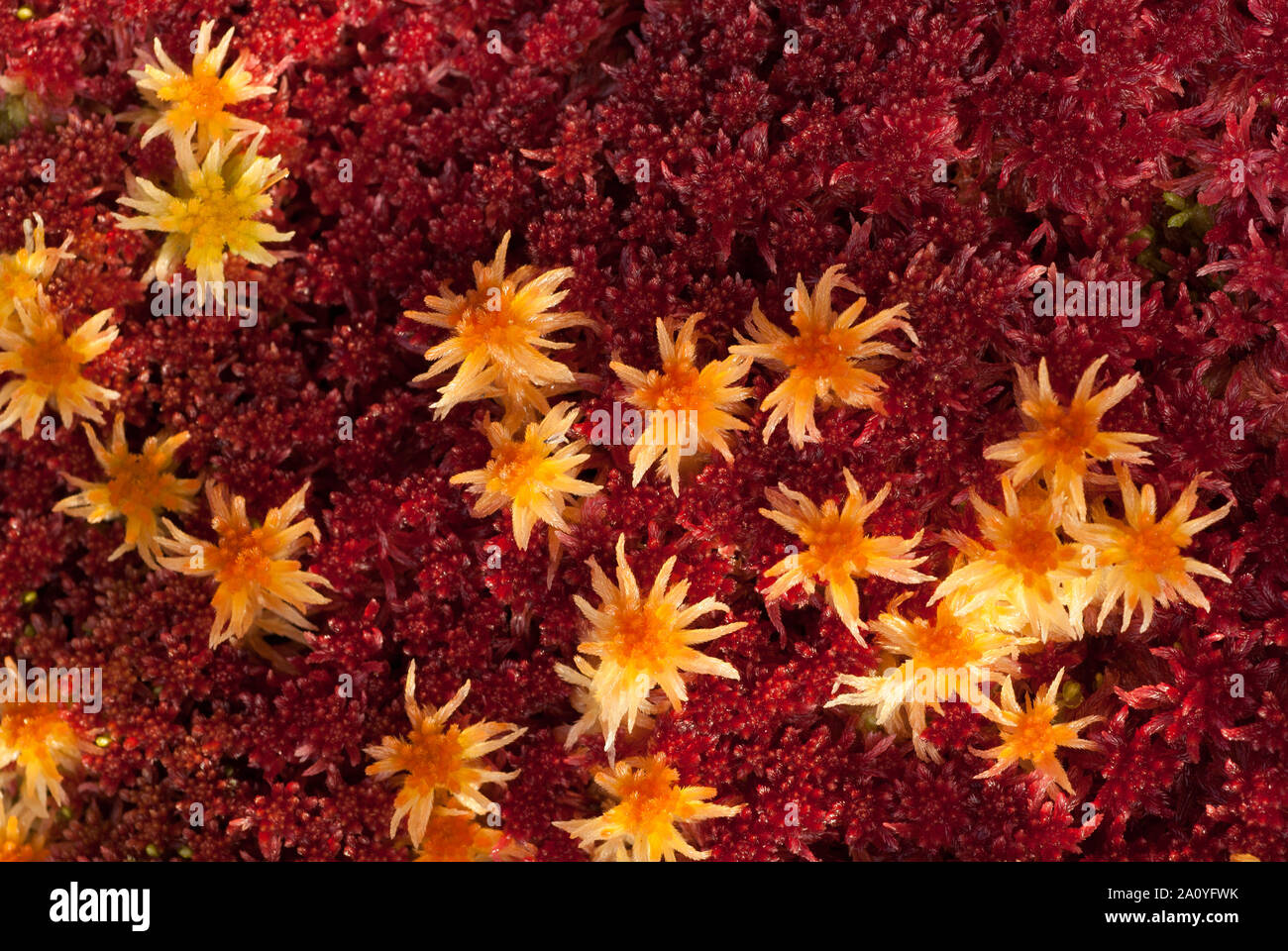 A colourful pattern of sphagnum moss (sphagnum angustifolium). Autumn in the Scottish highlands. Stock Photo