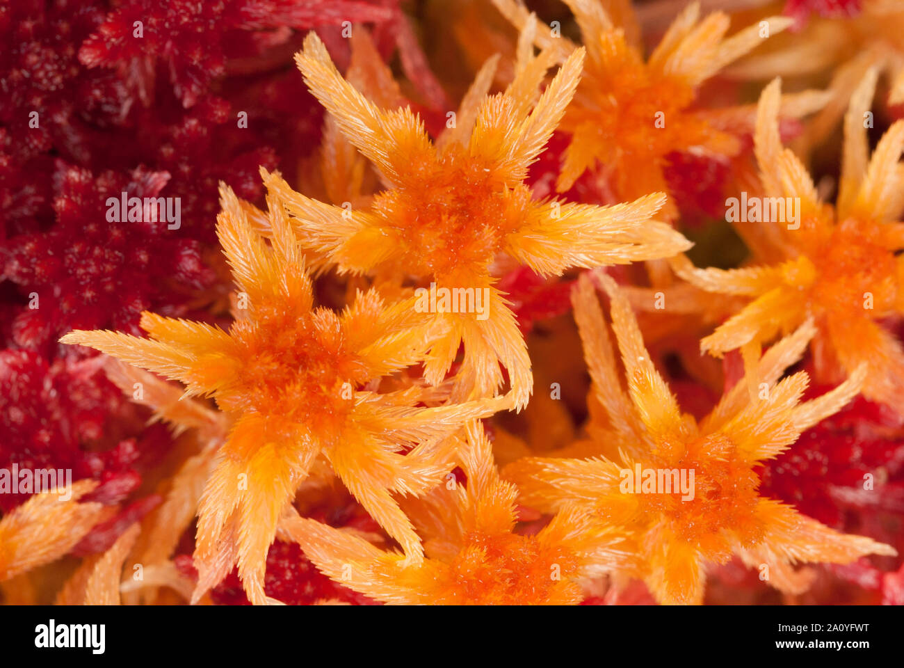 Close up detail of colourful sphagnum moss (sphagnum angustifolium) in autumn, fall, UK. Stock Photo