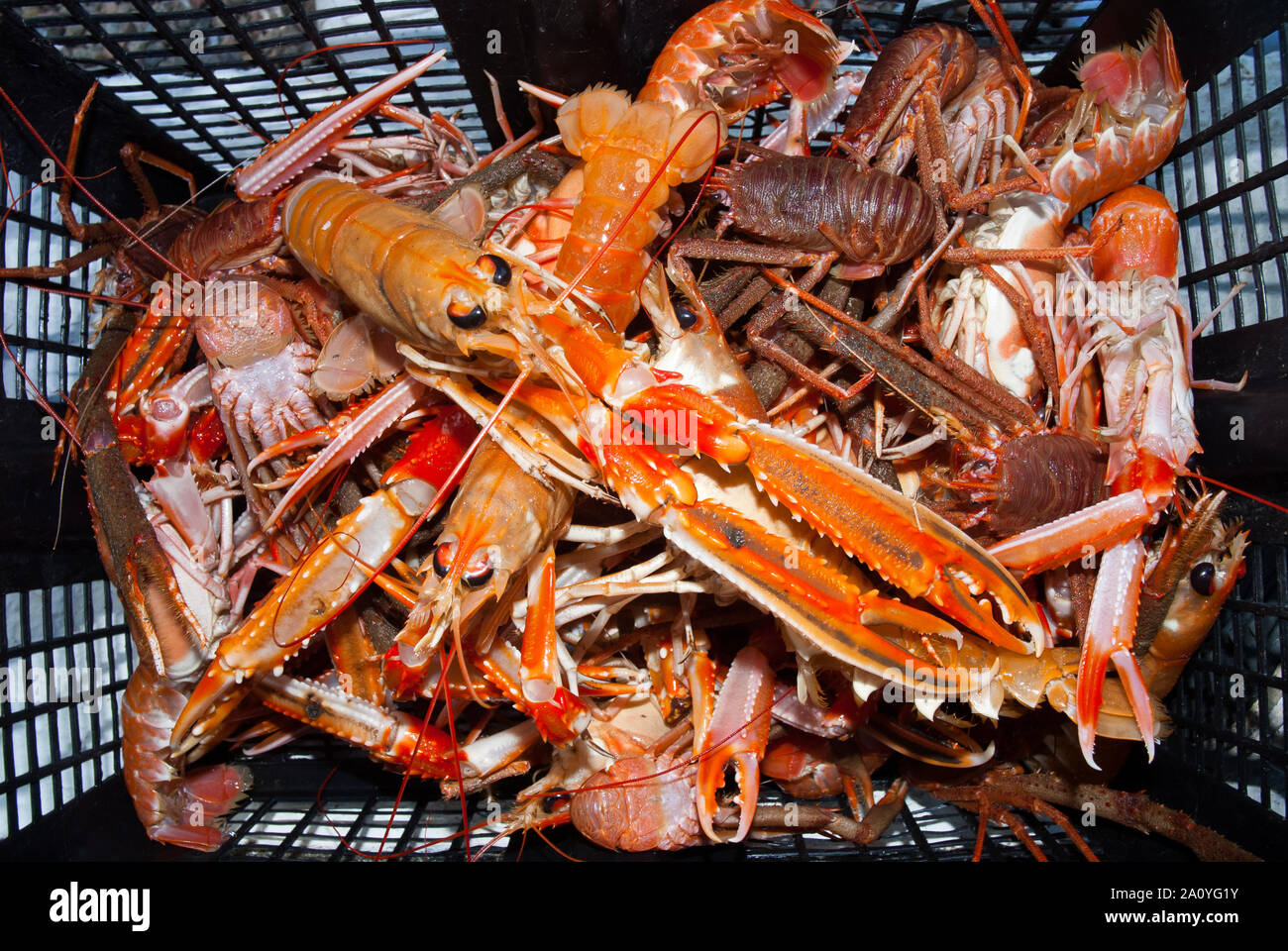 Colourful basket of Norway lobsters (Nephrops norvegicus) and squat lobsters (Galathea squamifera), caught by a creel fisherman, Scotland, UK. Stock Photo