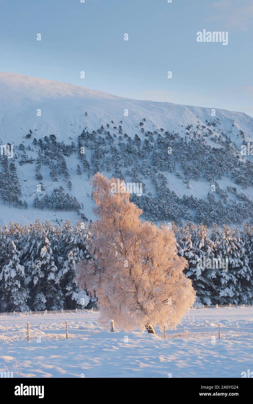 Frosty silver birch tree (betula pendula) and snowy mountain backdrop, highlands, Scotland. Stock Photo