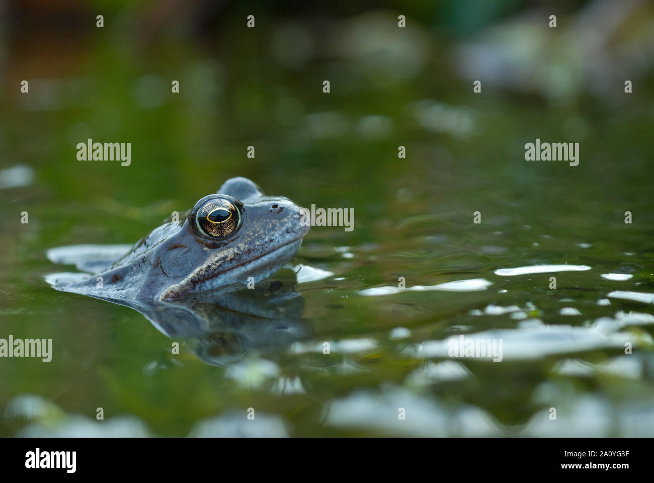Common frog (rana temporaria) in garden pond, Scotland, UK Stock Photo Alamy