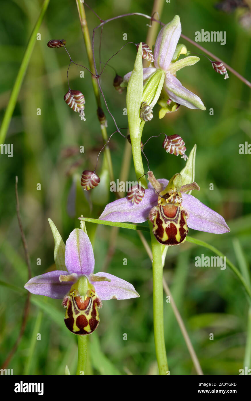 Bee Orchid - Ophrys Apifera Two flowers with Quaking Grass - Briza media Stock Photo