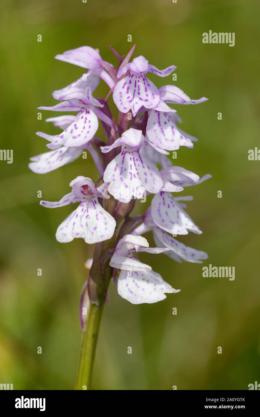 Heath Spotted Orchid - Dactylorhiza maculata ericetorum Stock Photo