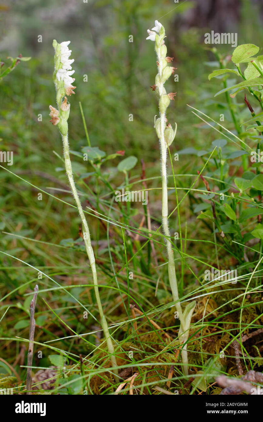 Creeping Lady's-tresses - Goodyera repens  Rare Pine Wood Orchid Stock Photo
