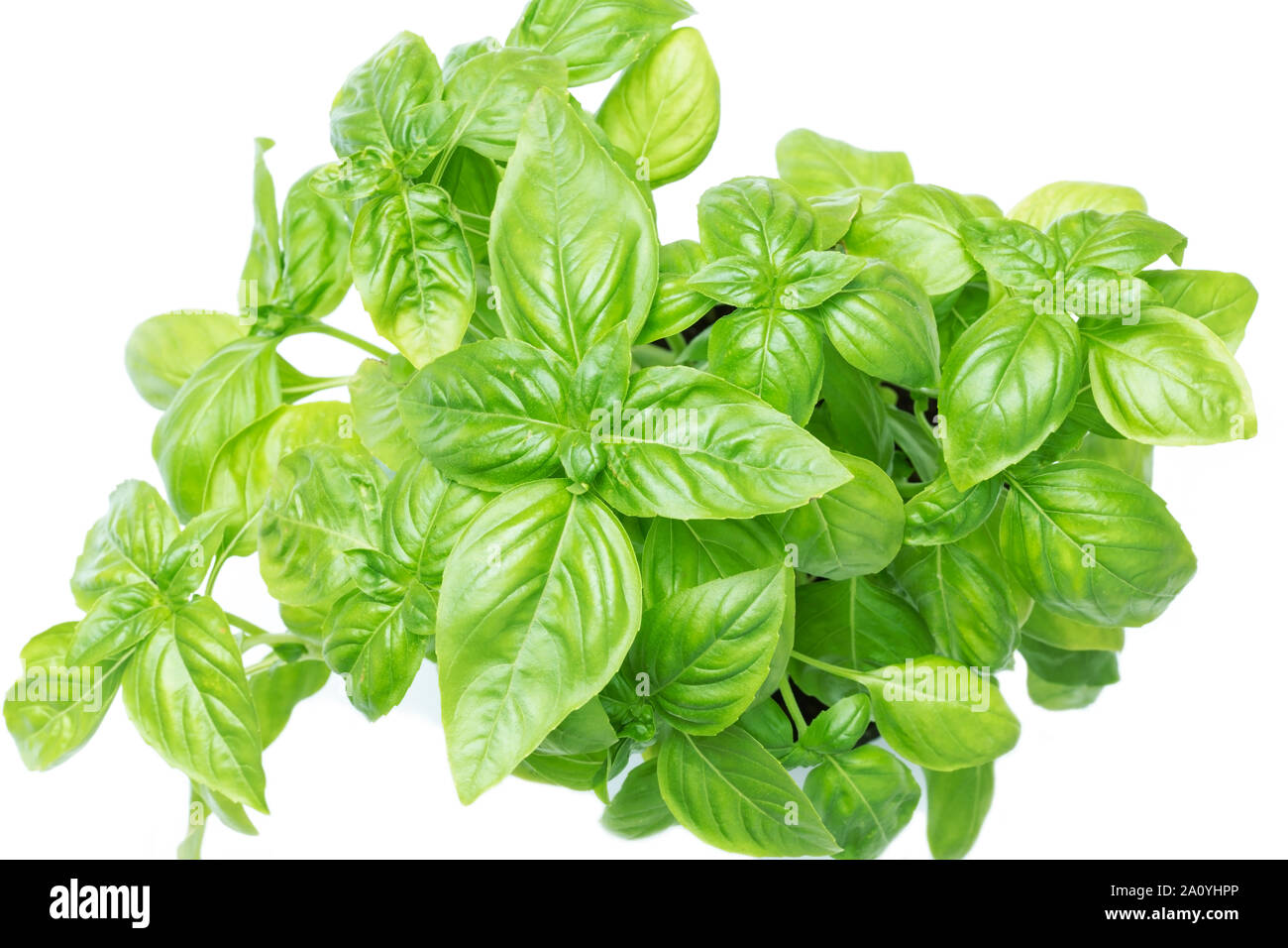 Basil isolated above hi-res stock photography and images - Alamy