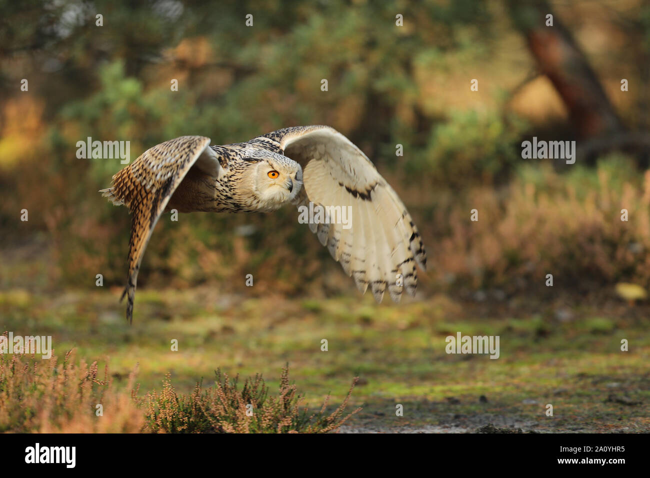 Flying Eurasian Eagle owl in autumn forest. Wildlife Europe.Bubo bubo sibiricus Stock Photo