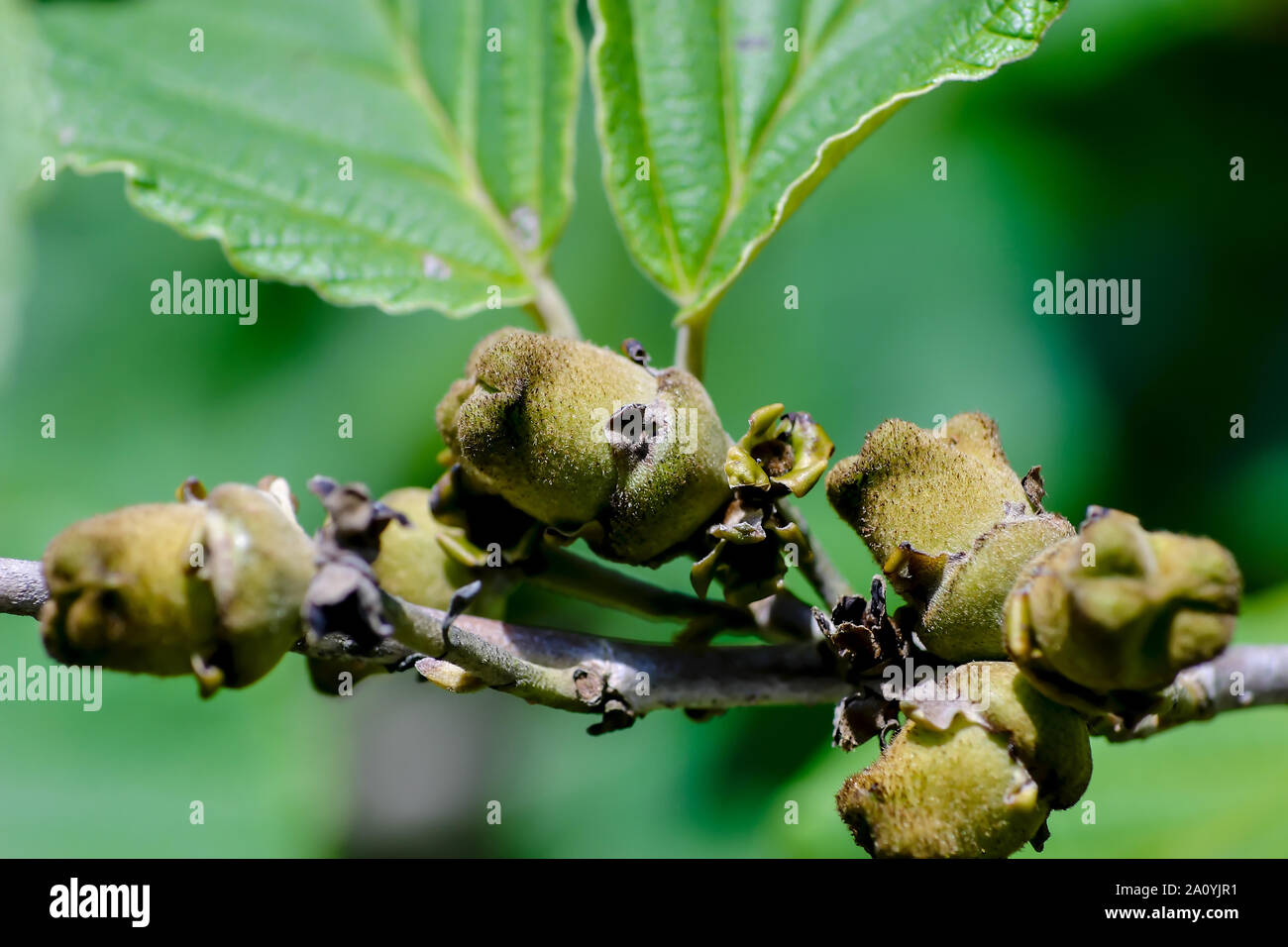 Fruits of Chinese Witch Hazel, Hamamelis mollis Stock Photo