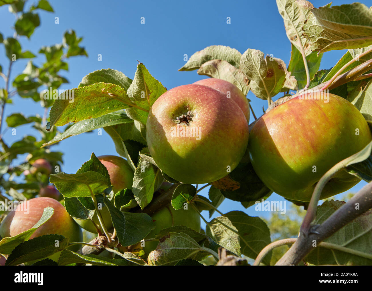Vibrant green and red apples growing in a sunny orchard. Stock Photo