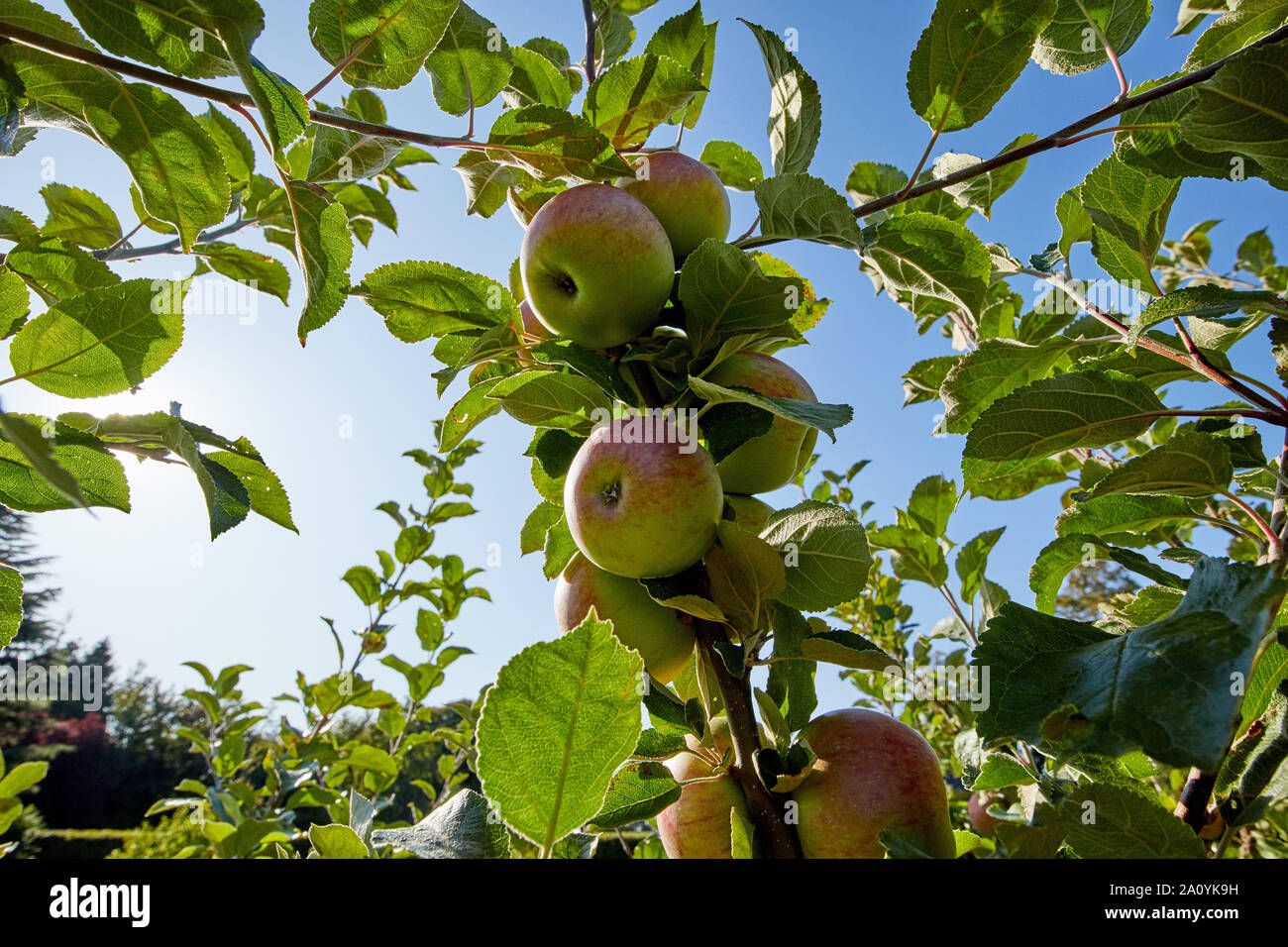 Vibrant green and red apples growing in a sunny orchard Stock Photo - Alamy