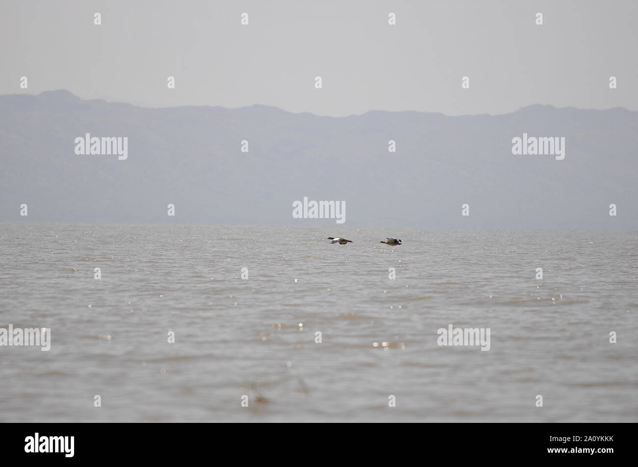 Chamo lake (Ethiopia Stock Photo - Alamy