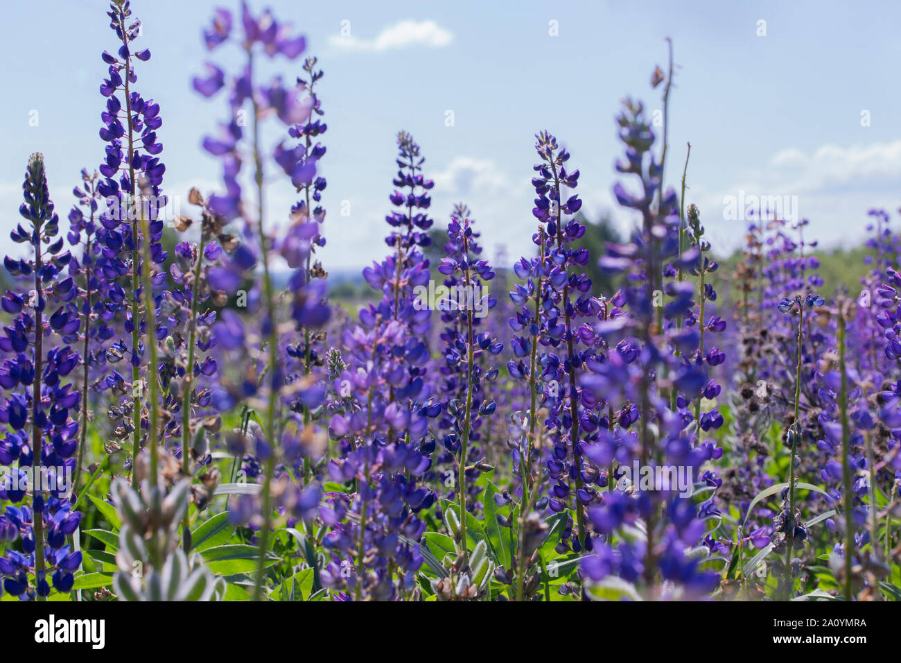 Blooming meadow of blue lupins, selective focus horizontal floral landscape background. Blossom lupine flower, summer field with blue flowers against Stock Photo