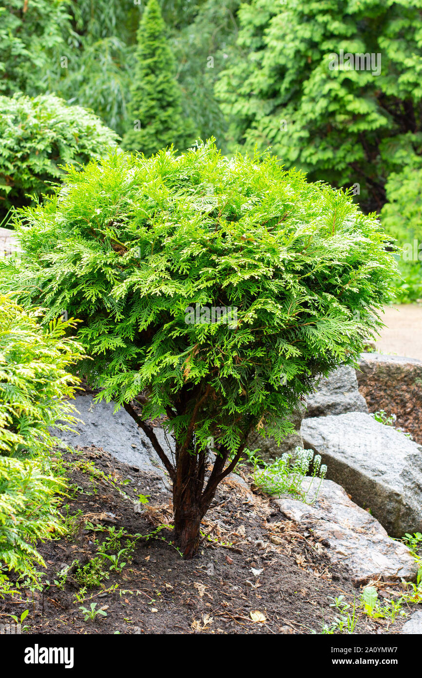 A young fresh evergreen thuja bush grows lonely among stones. Beautiful ornamental plant for the garden, vertical outdoor nature Stock Photo
