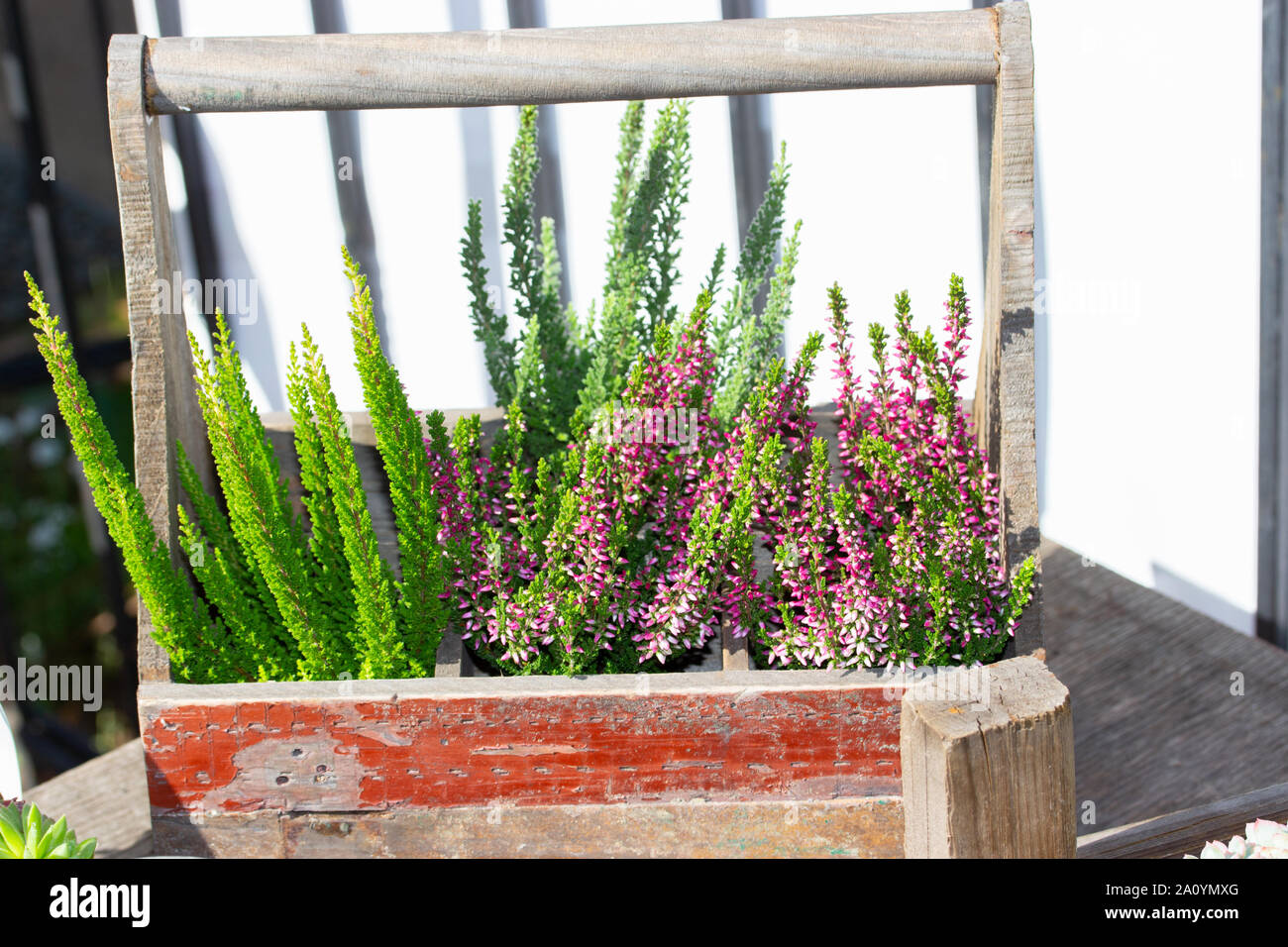 Blossom Heather Calluna red pink, twigs and buds, in an old wooden box. Rustic floral bouquet of autumn heather flowers and shoots Stock Photo