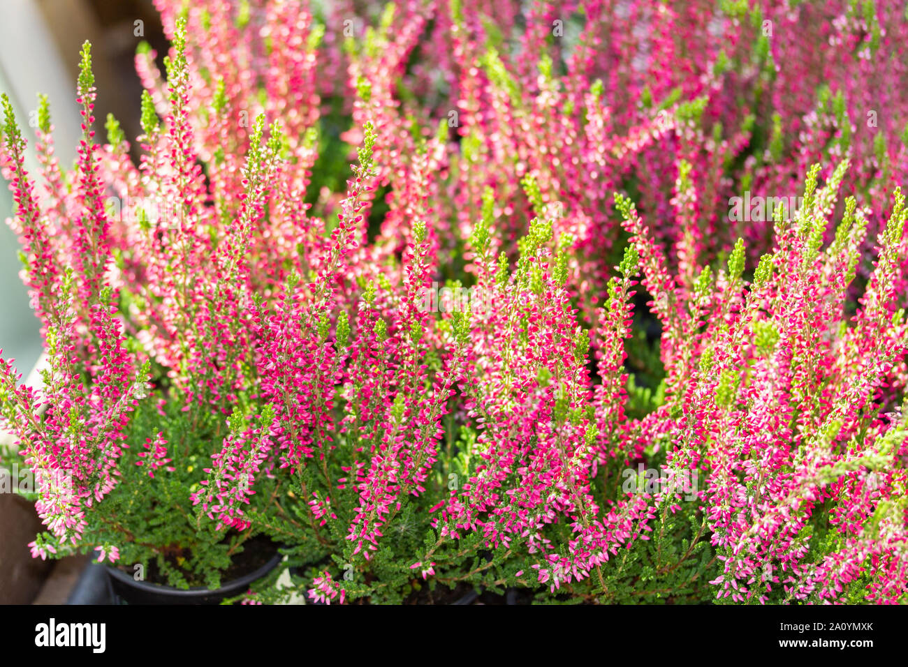 Blossom Heather Calluna horizontal background, red pink fresh natural heather flower Stock Photo