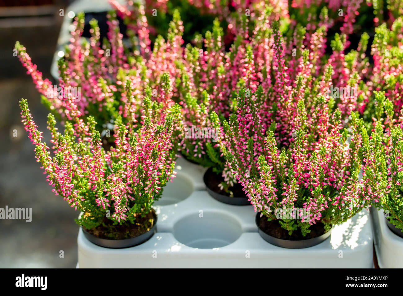 Blooming Heather Calluna potted in a flower shop. Bush of heather for sale, blossom red flowers Stock Photo