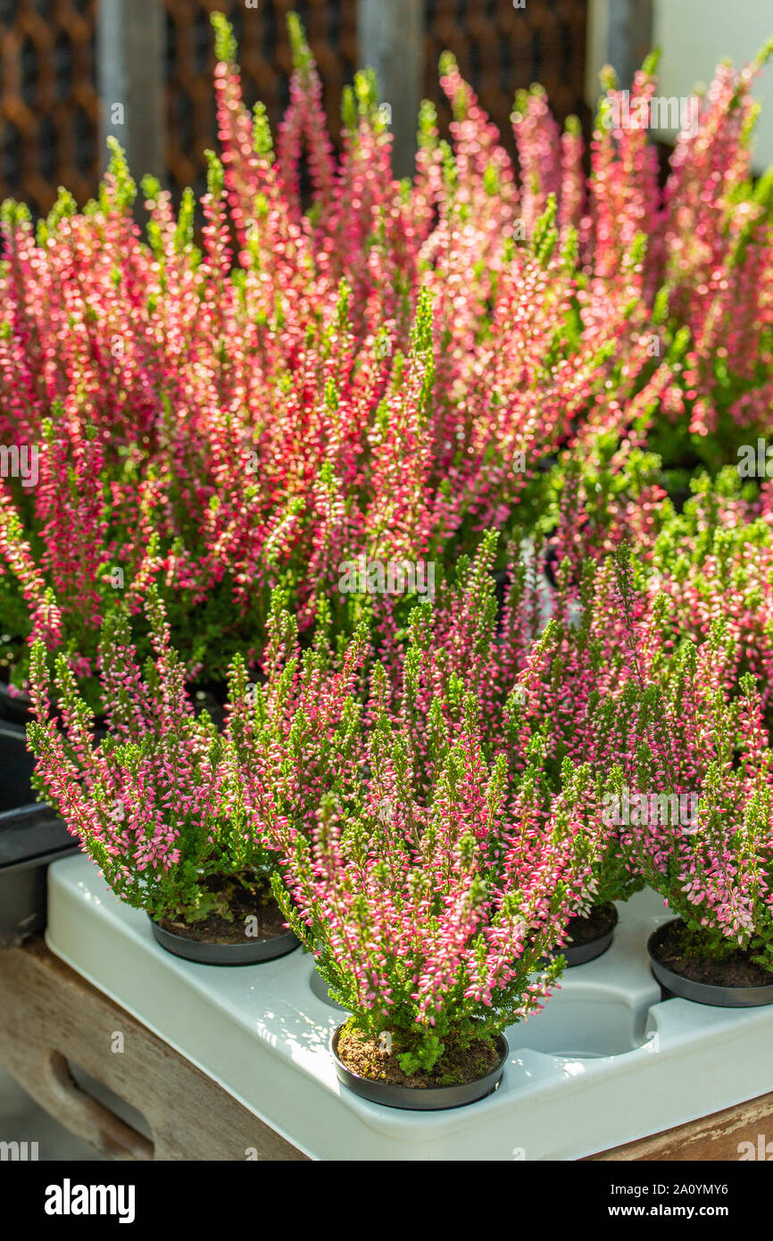 Blossom Heather Calluna vertical, red potted flowers in a flower shop. Heather sprigs fresh natural, autumn Stock Photo