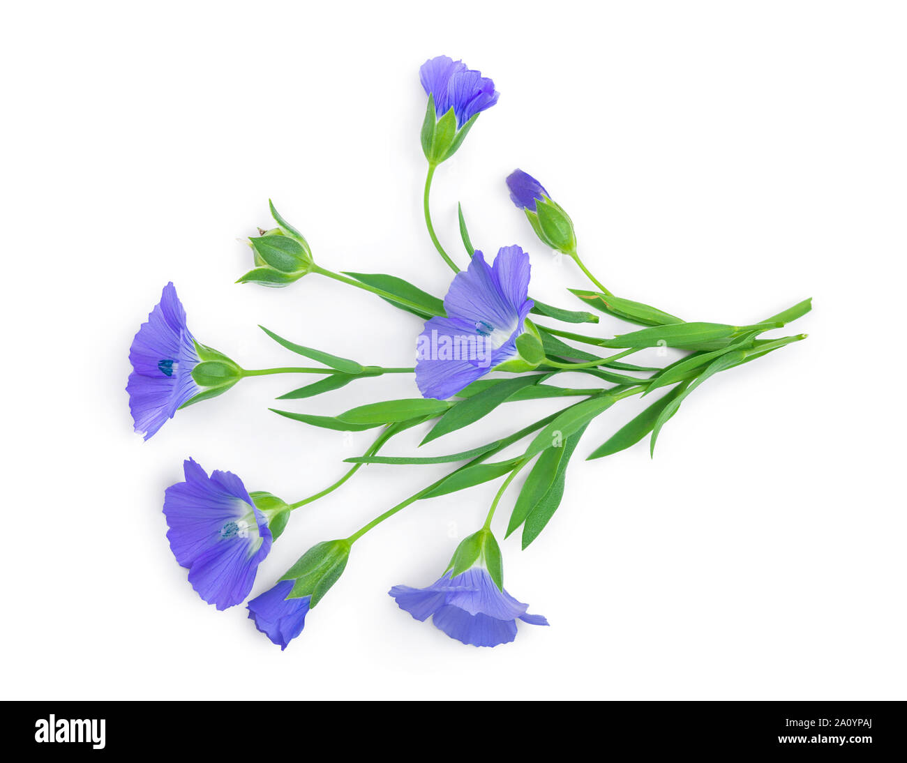 Flowers seed flax or Linum usitatissimum isolated on white background ...