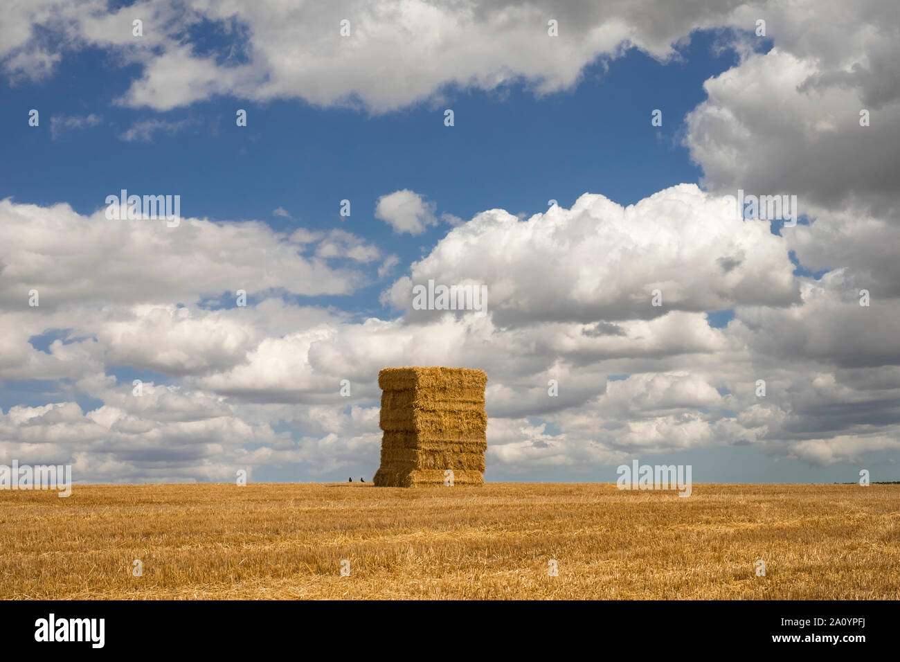 Straw bales stacked ready for collection. Hoxne, Suffolk, UK. Stock Photo