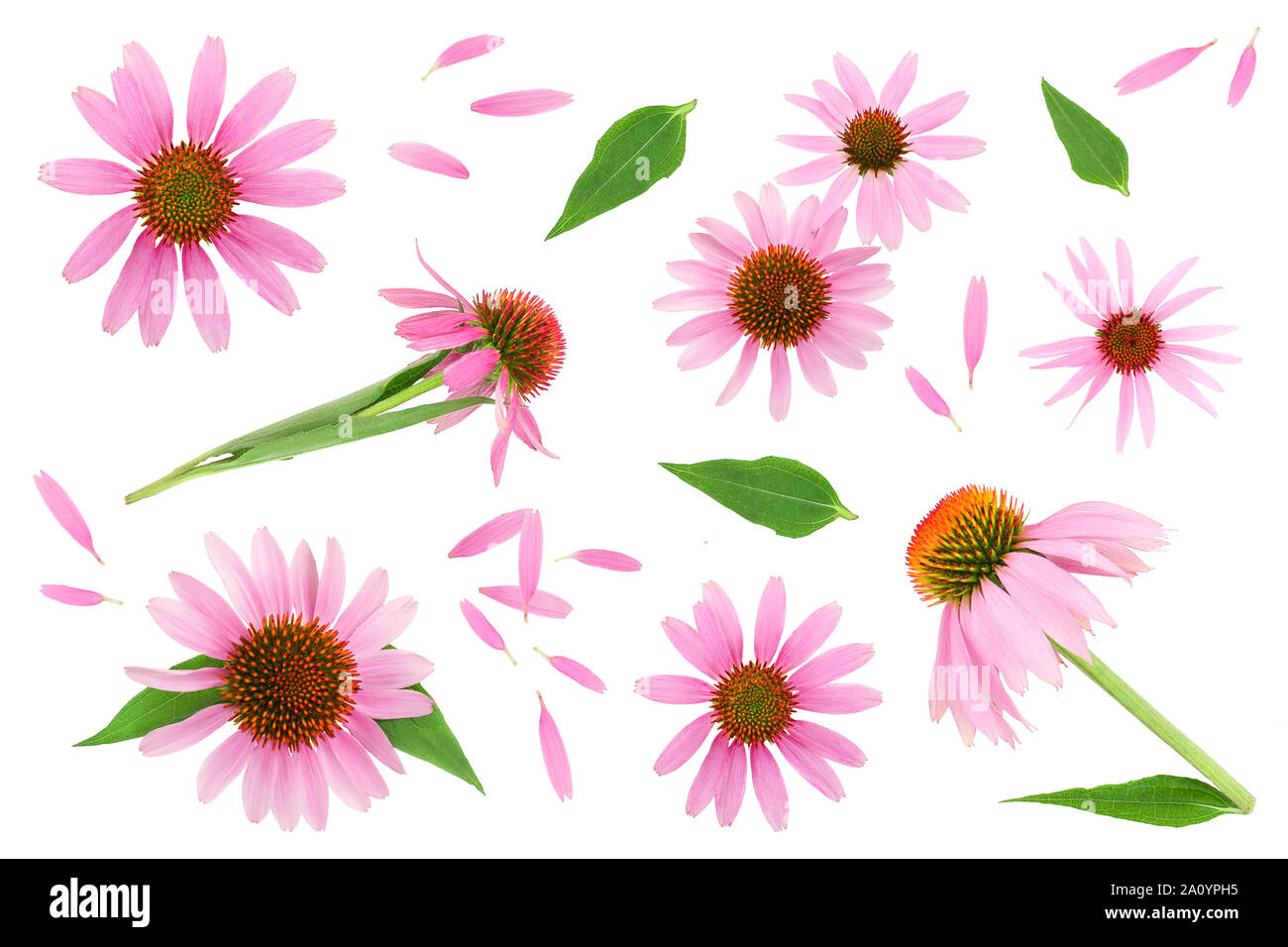 Coneflower or Echinacea purpurea isolated on white background, Top view