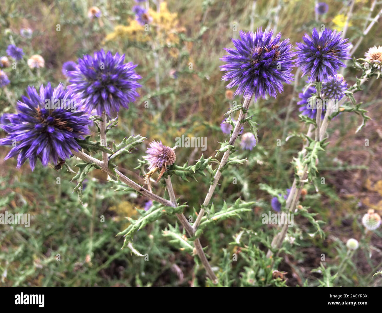 Blooming Echinops ritro, Globe thistle in July. Close-up, selected focus Stock Photo