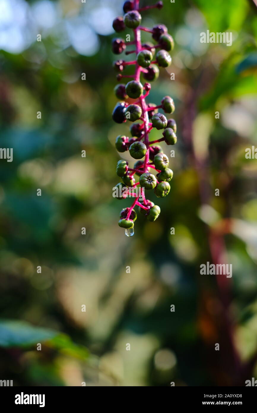 Morning Dew on Berries Stock Photo Alamy